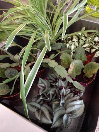 Vattning efter omplantering