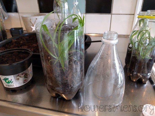 Omplantering av ampellilja