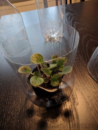 Planta i egen kruka